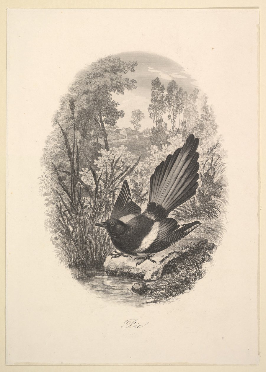Sroka, 1843. autorstwa Charles Francois Daubigny