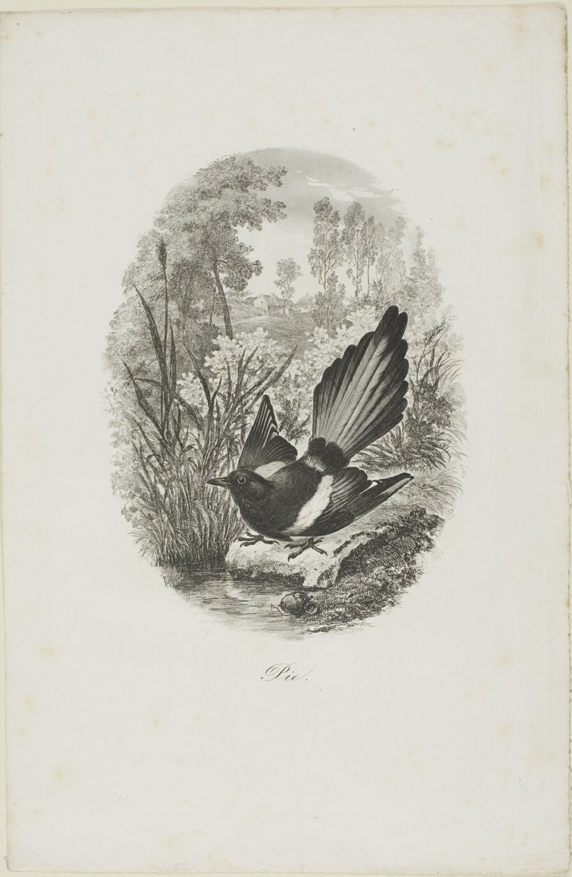 Sroka autorstwa Charles Francois Daubigny