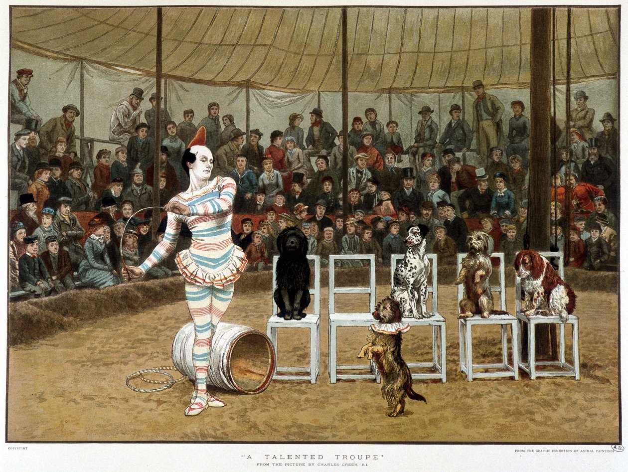 Uczone psy: scena cyrkowa z klaunem i psami - wg Charlesa Greena, angielski chromo 1885. ¿Uczone psy: scena cyrkowa z klaunem i psami - wg Charlesa Greena, angielski chromo 1885. ¿ autorstwa Charles Green