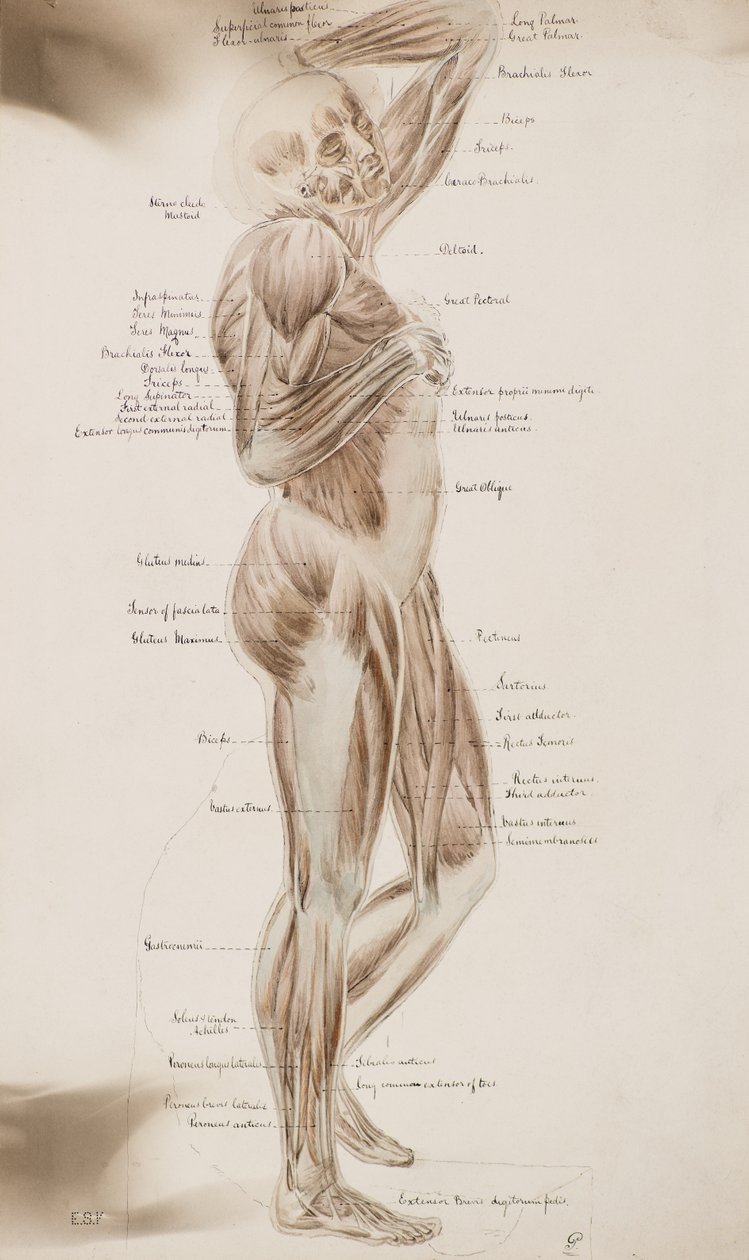 Studium [Ludzkie mięśnie (podpisy)] , ok.1884 (rysunek prany) autorstwa Charles Gustav Louis Phillips