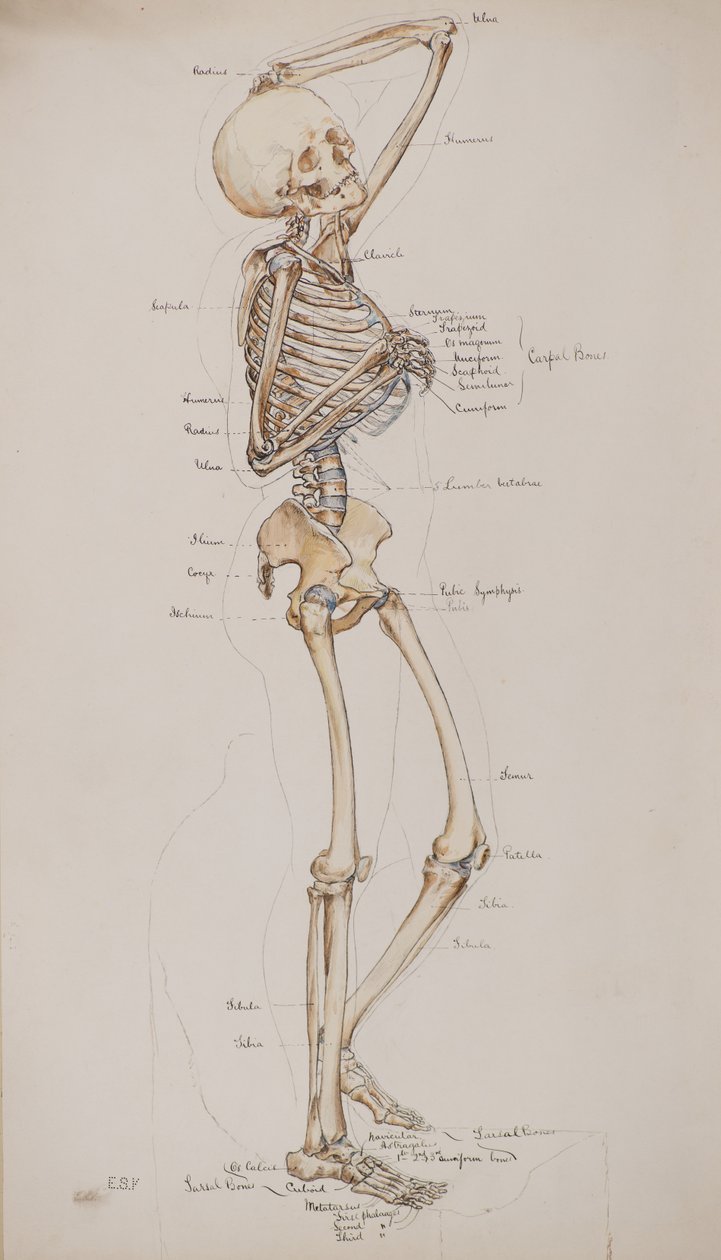 Studium [Ludzki szkielet (podpisy na kościach)], ok. 1884 (akwarela) autorstwa Charles Gustav Louis Phillips