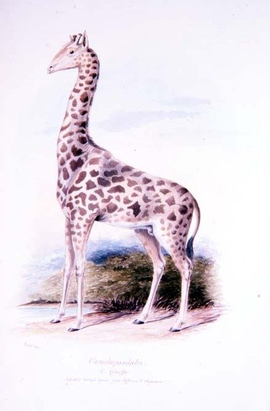 Żyrafa – James Edwin Edward Dawe, ilustracja do The Ruminantia tom. ja (akwarela) autorstwa Charles Hamilton (after) Smith