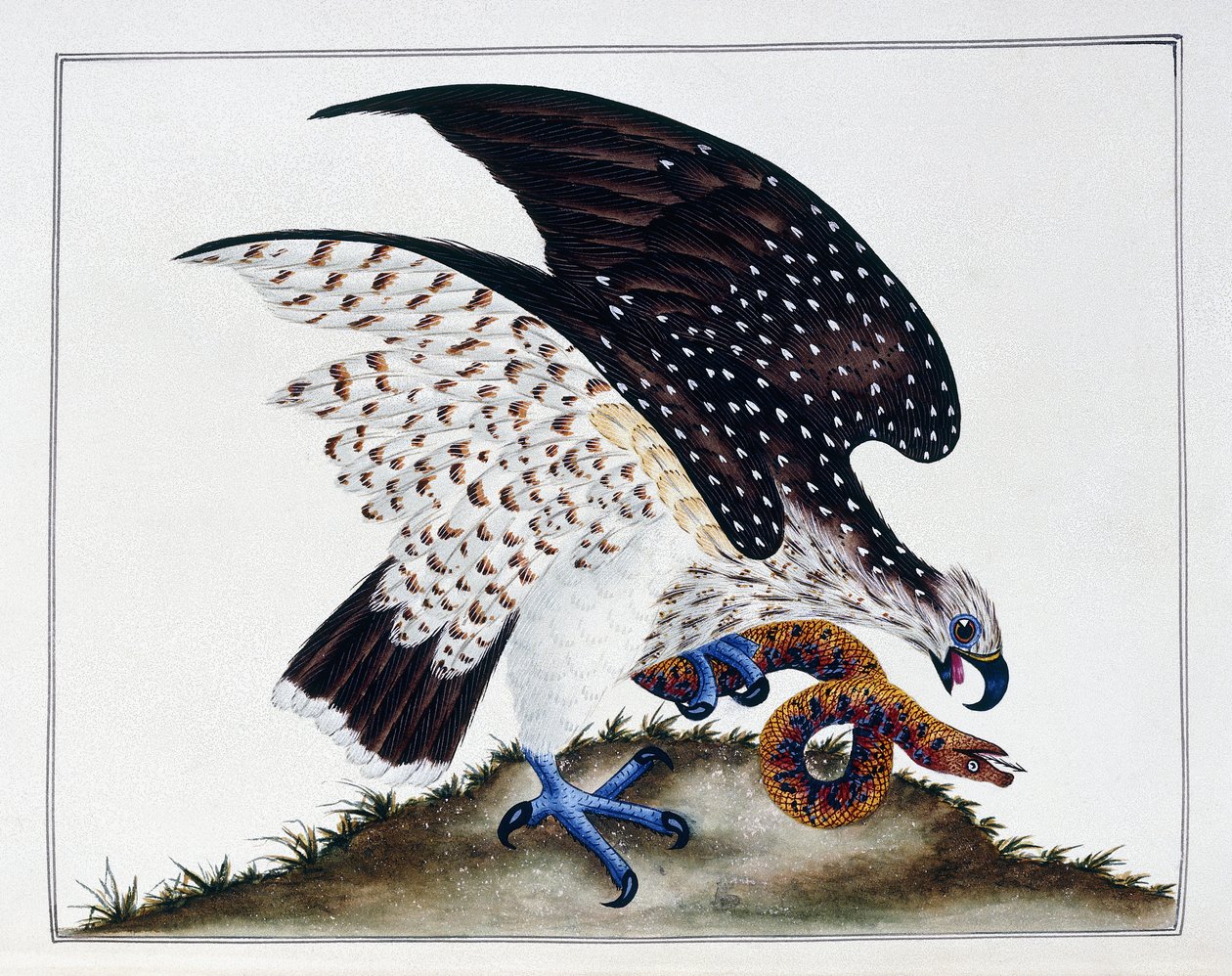 Ptak drapieżny z wężem, 1808-21 autorstwa Charles Hayes