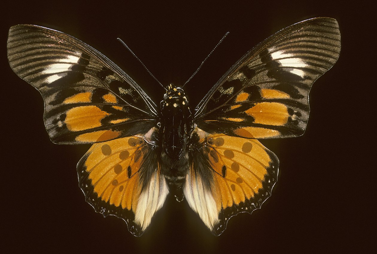 Akreoidy charaxes autorstwa Augustus Kollner