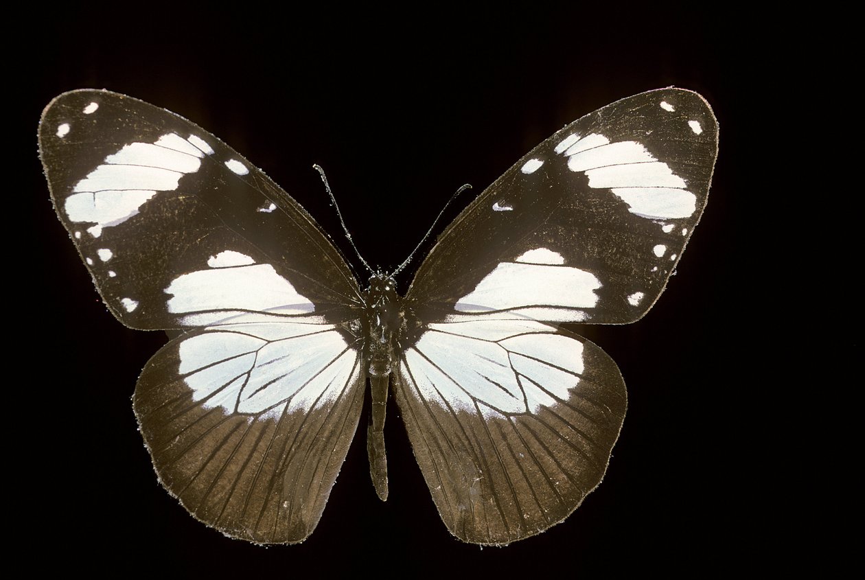 amauris comorana autorstwa Augustus Kollner
