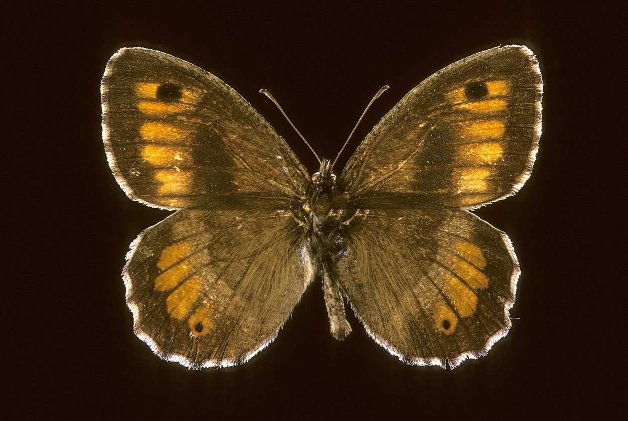 Arethusana arethusa/Mała dzika autorstwa Augustus Kollner