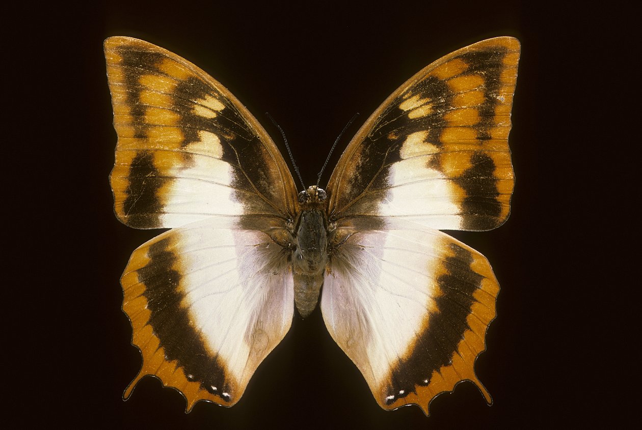 Charaxes protokołu Azota autorstwa Augustus Kollner