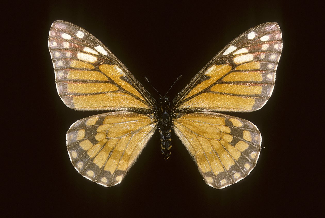 Baronia brevicornis autorstwa Augustus Kollner