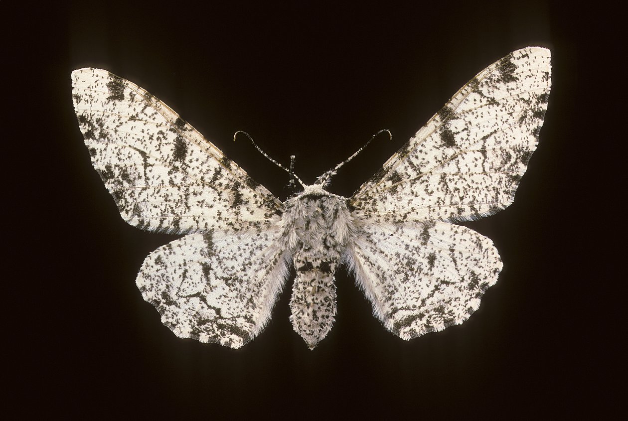 Betularia biston/Brzoza Phalene autorstwa Augustus Kollner