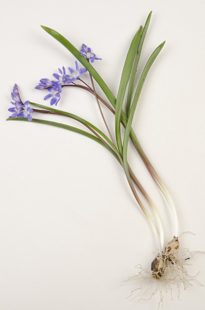 Tablica botaniczna/Chionodoxa forbesii/Chionodoxa luciliae/Chwała Śniegu autorstwa Augustus Kollner