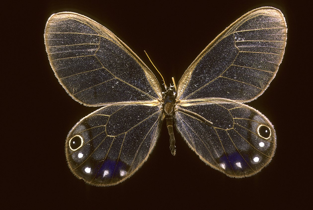Cithaerias esmeralda/Esmeralda autorstwa Augustus Kollner
