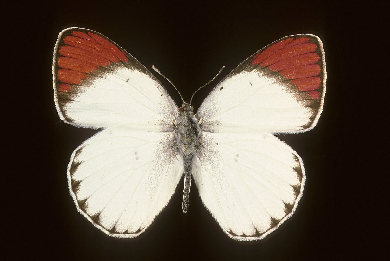 Colotis danae/Crimson autorstwa Augustus Kollner