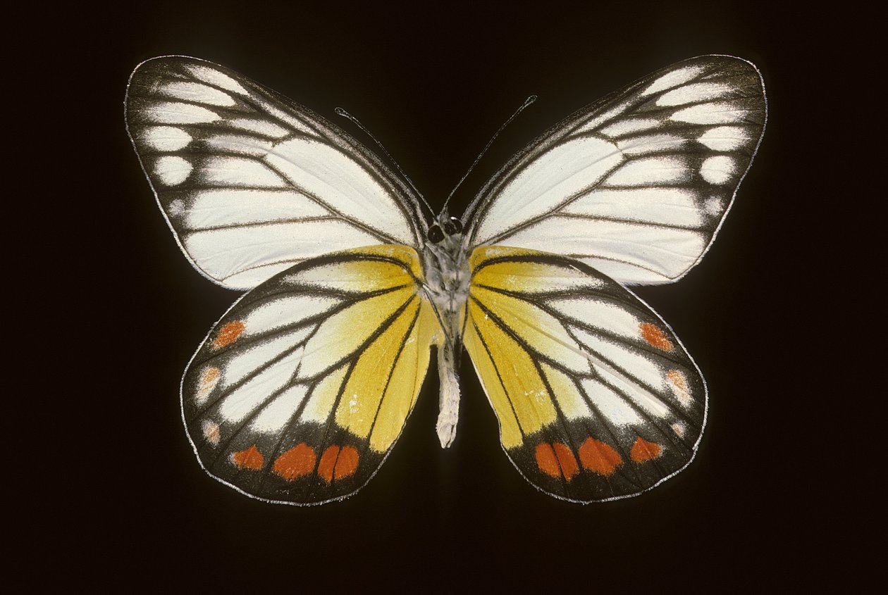 Delias hyparete/mężczyzna autorstwa Augustus Kollner