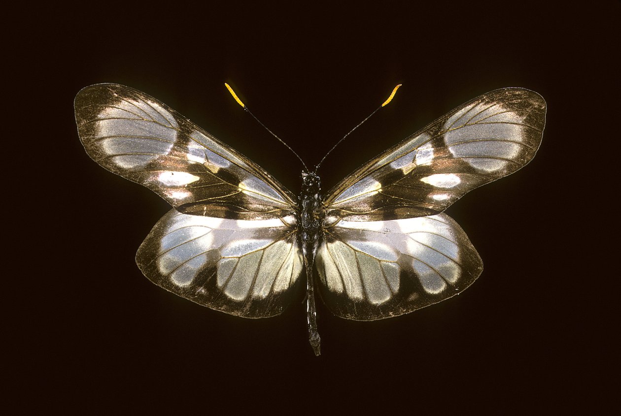 Zdefiniowana dysmorfia autorstwa Augustus Kollner