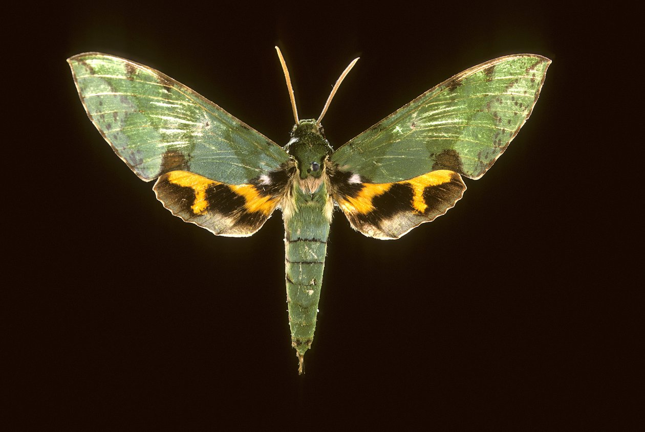 Euchloron megaera/zielony sfinks autorstwa Augustus Kollner