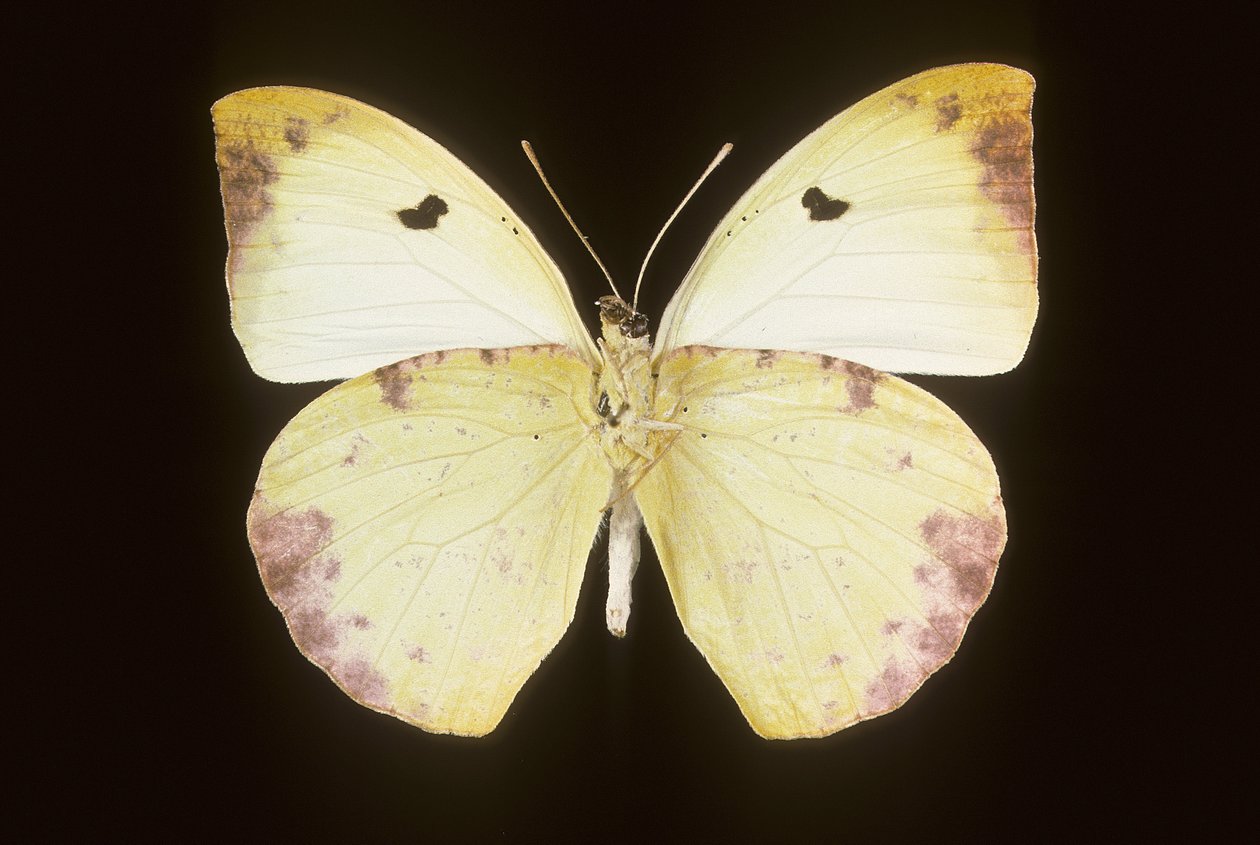 Gedeon Lucas autorstwa Augustus Kollner