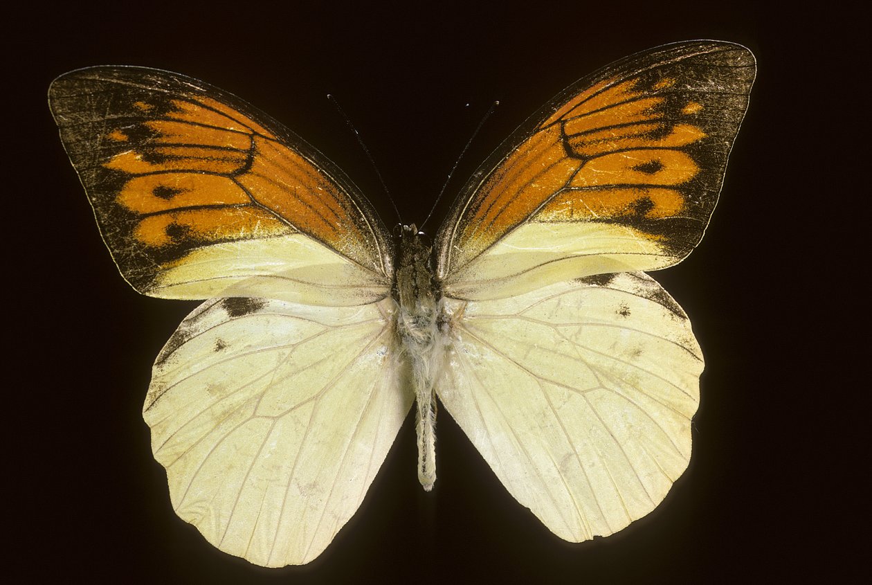 Hebomoia leukippe sulfurea autorstwa Augustus Kollner