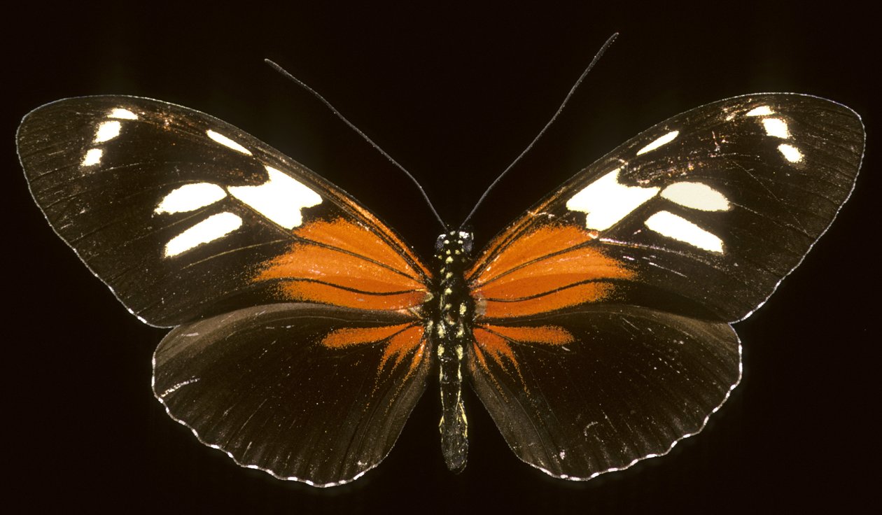 Heliconius burneyi catherina/Heliconie autorstwa Augustus Kollner