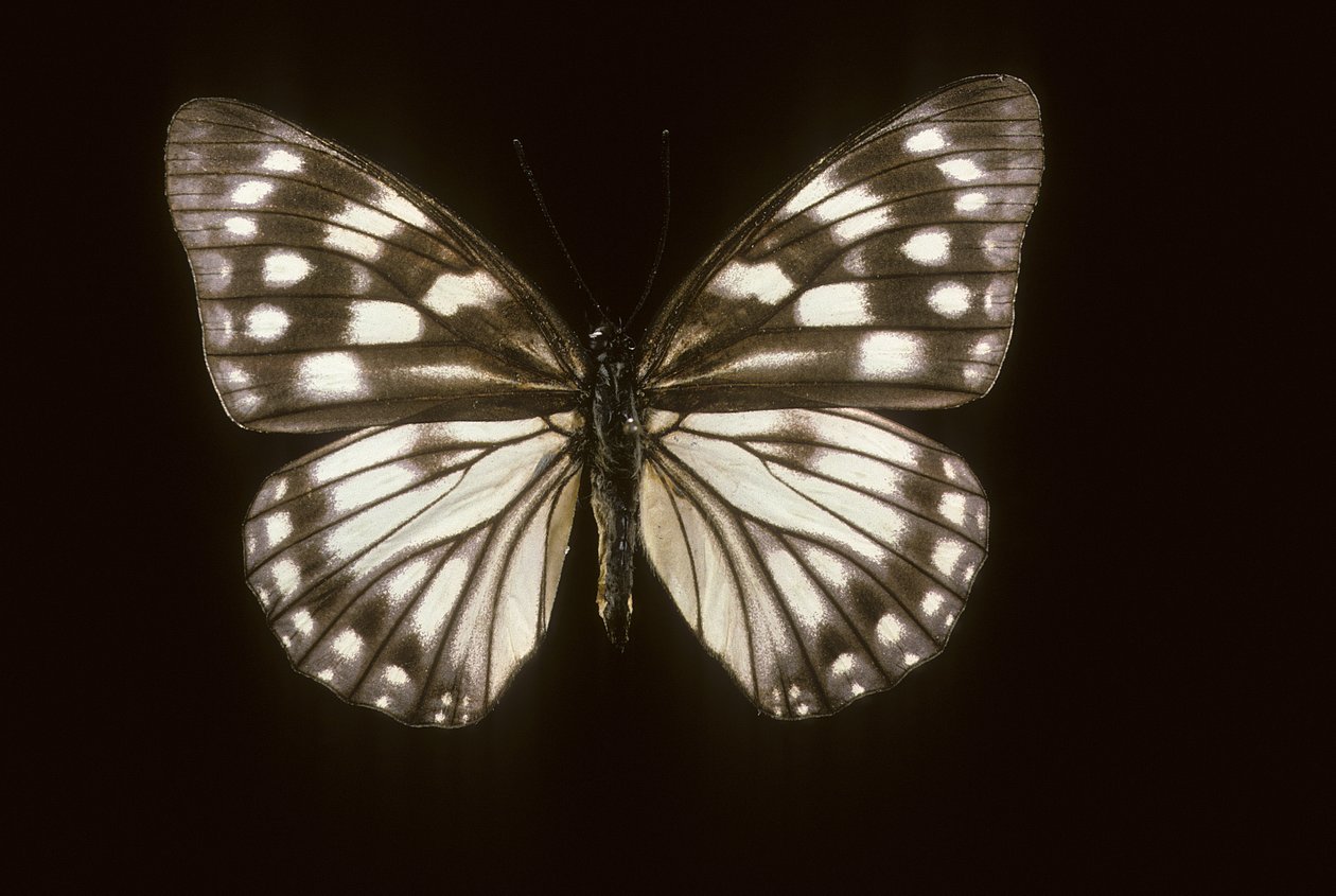 Hestina japonica autorstwa Augustus Kollner