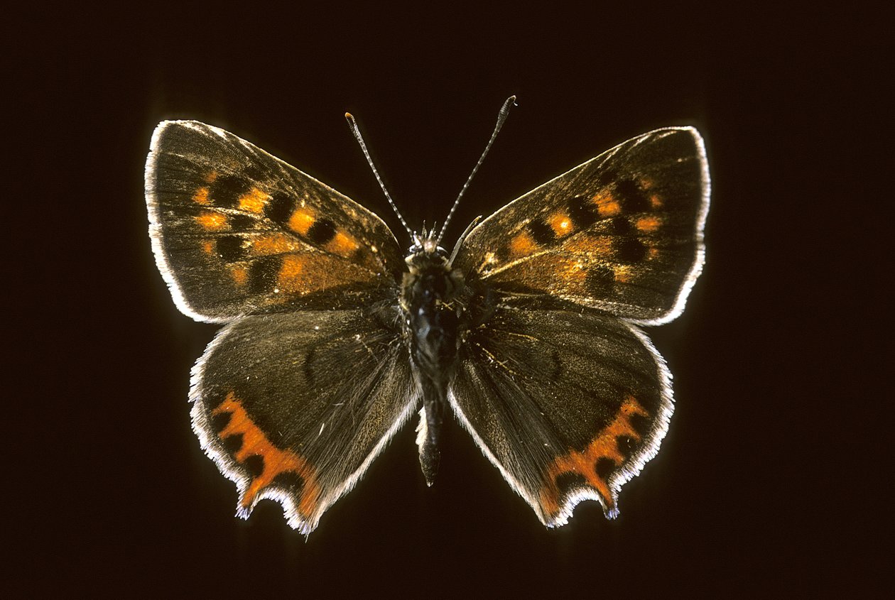 Lycaena phlaeas / pospolita miedź autorstwa Augustus Kollner