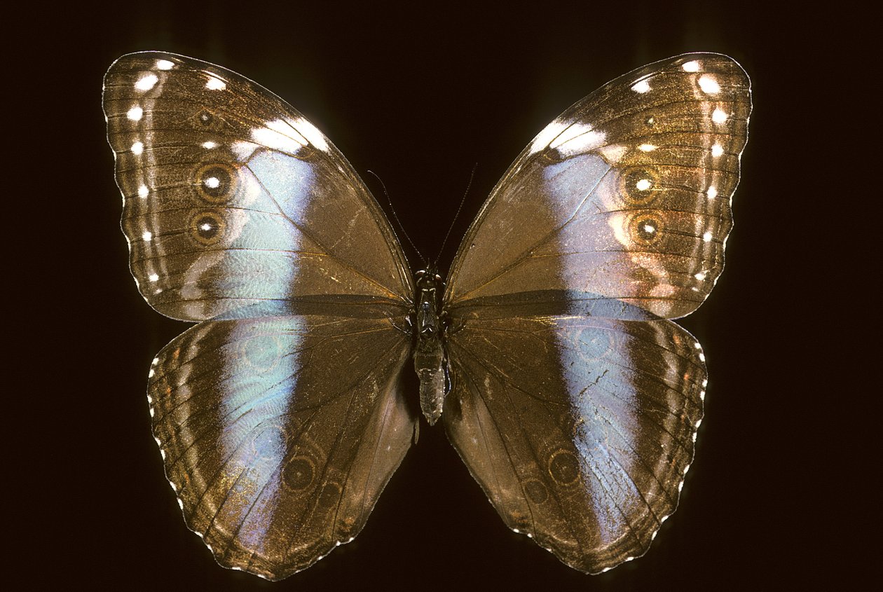 Achilles Morpho/Kobieta autorstwa Augustus Kollner