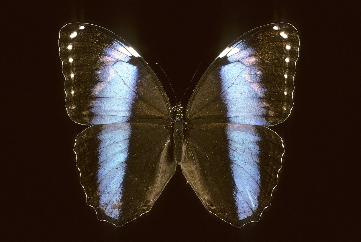 Morpho Achilles/Mężczyzna autorstwa Augustus Kollner