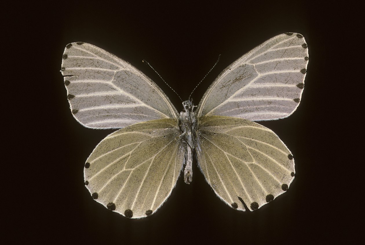 Mylothris humblot autorstwa Augustus Kollner