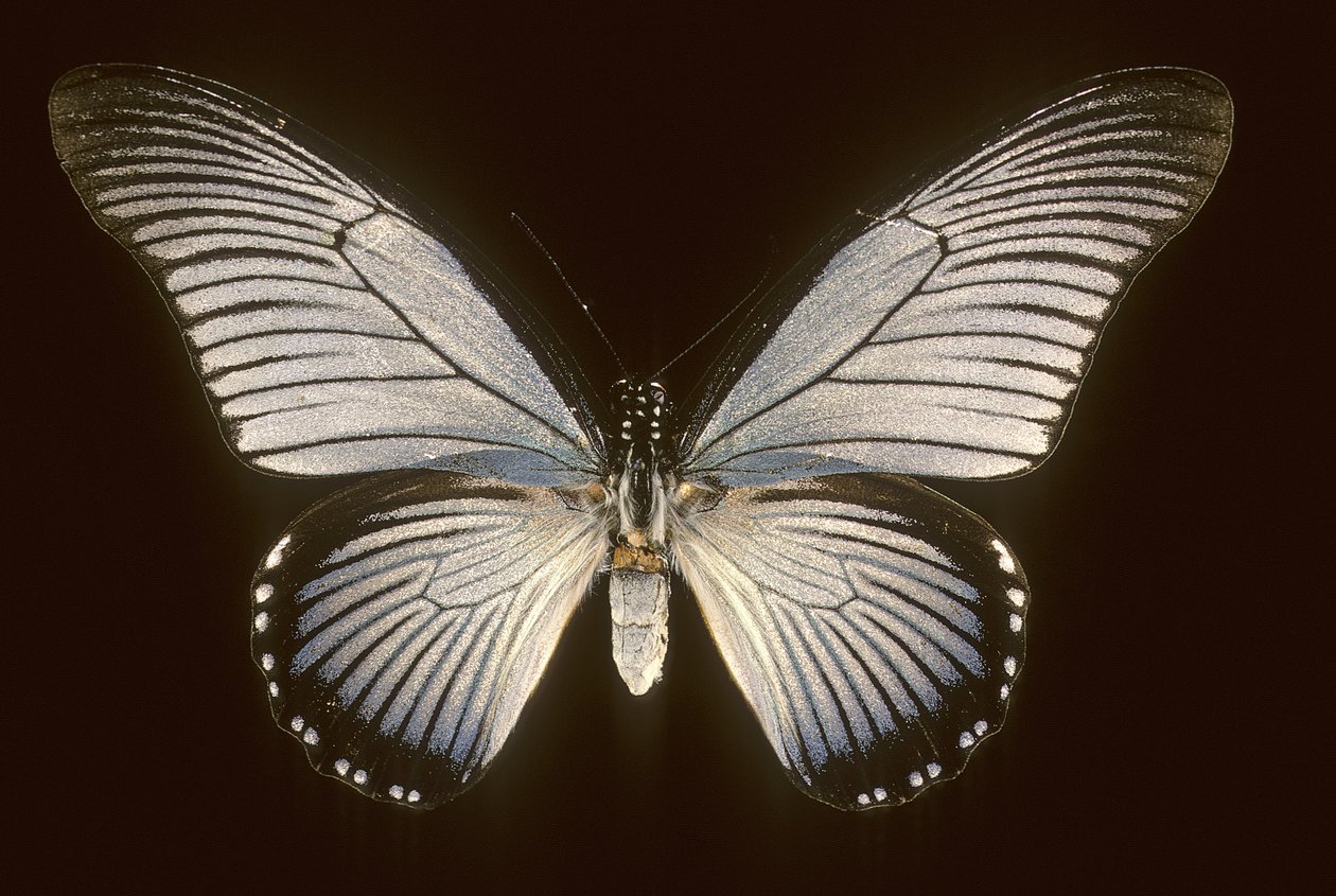 Papilio zalmoxis/Żaglówka niebieski autorstwa Augustus Kollner