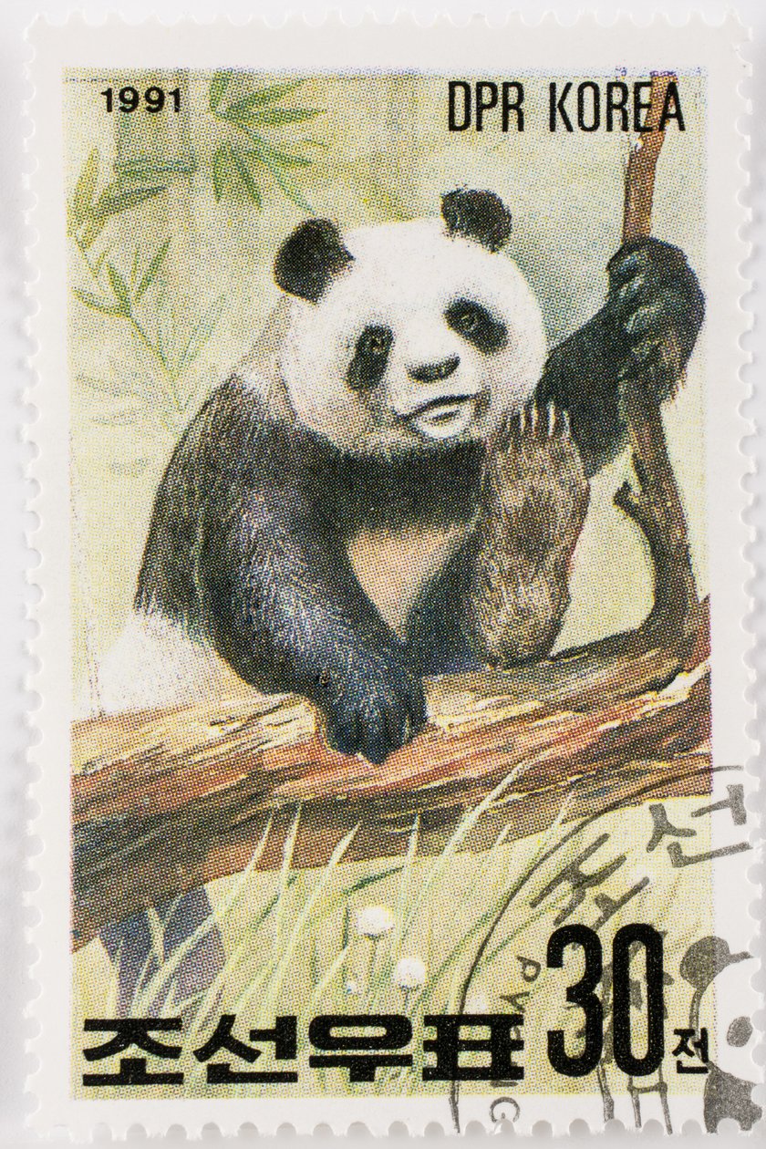Znaczek/Korea Północna/Ailuropoda melanoleuca/Wielka panda/Wielka Panda autorstwa Augustus Kollner