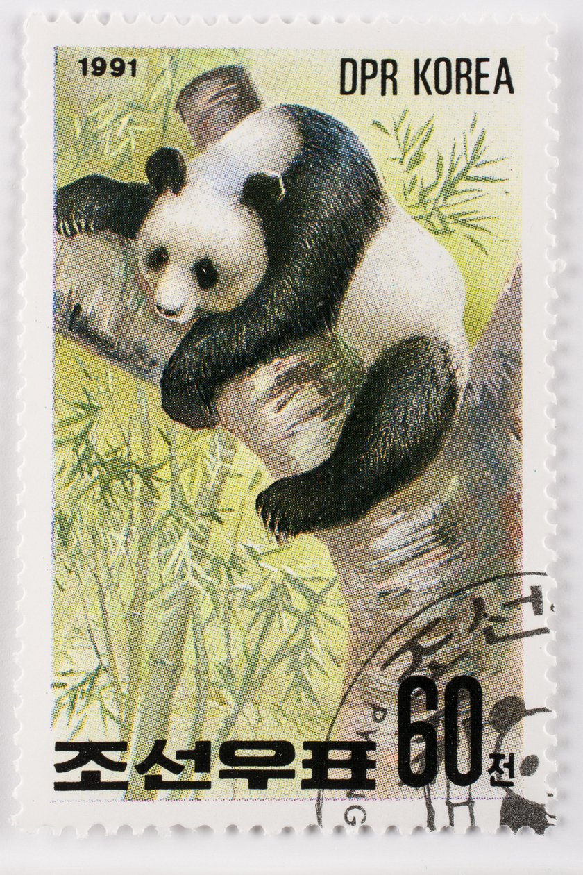 Znaczek/Korea Północna/Ailuropoda melanoleuca/Wielka panda/Wielka Panda autorstwa Augustus Kollner