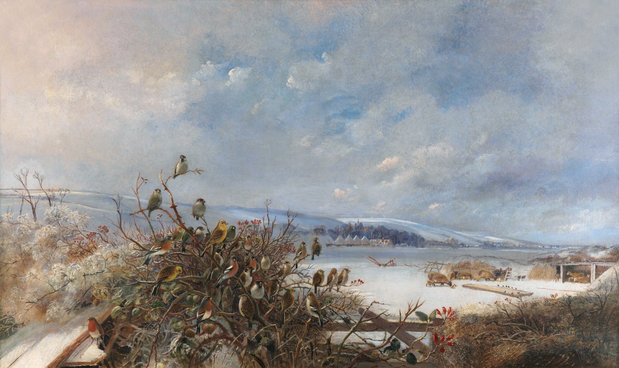 Ptaki z piór autorstwa Charles Henry Clifford Baldwyn