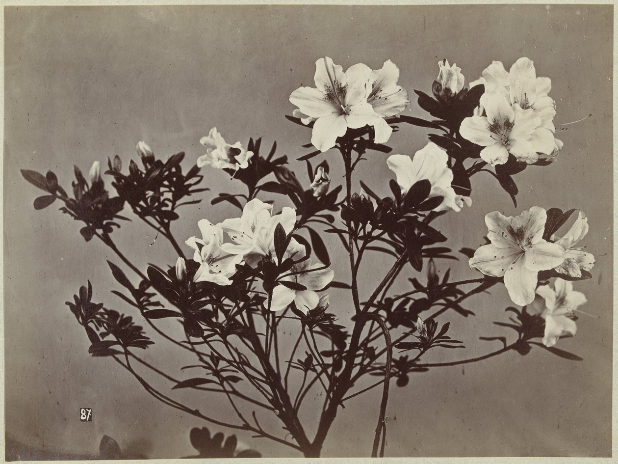 Kwiat martwa natura z liliami autorstwa Charles Hippolyte Aubry