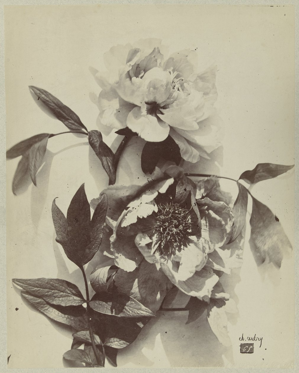 Kwiat martwa natura z piwoniami autorstwa Charles Hippolyte Aubry