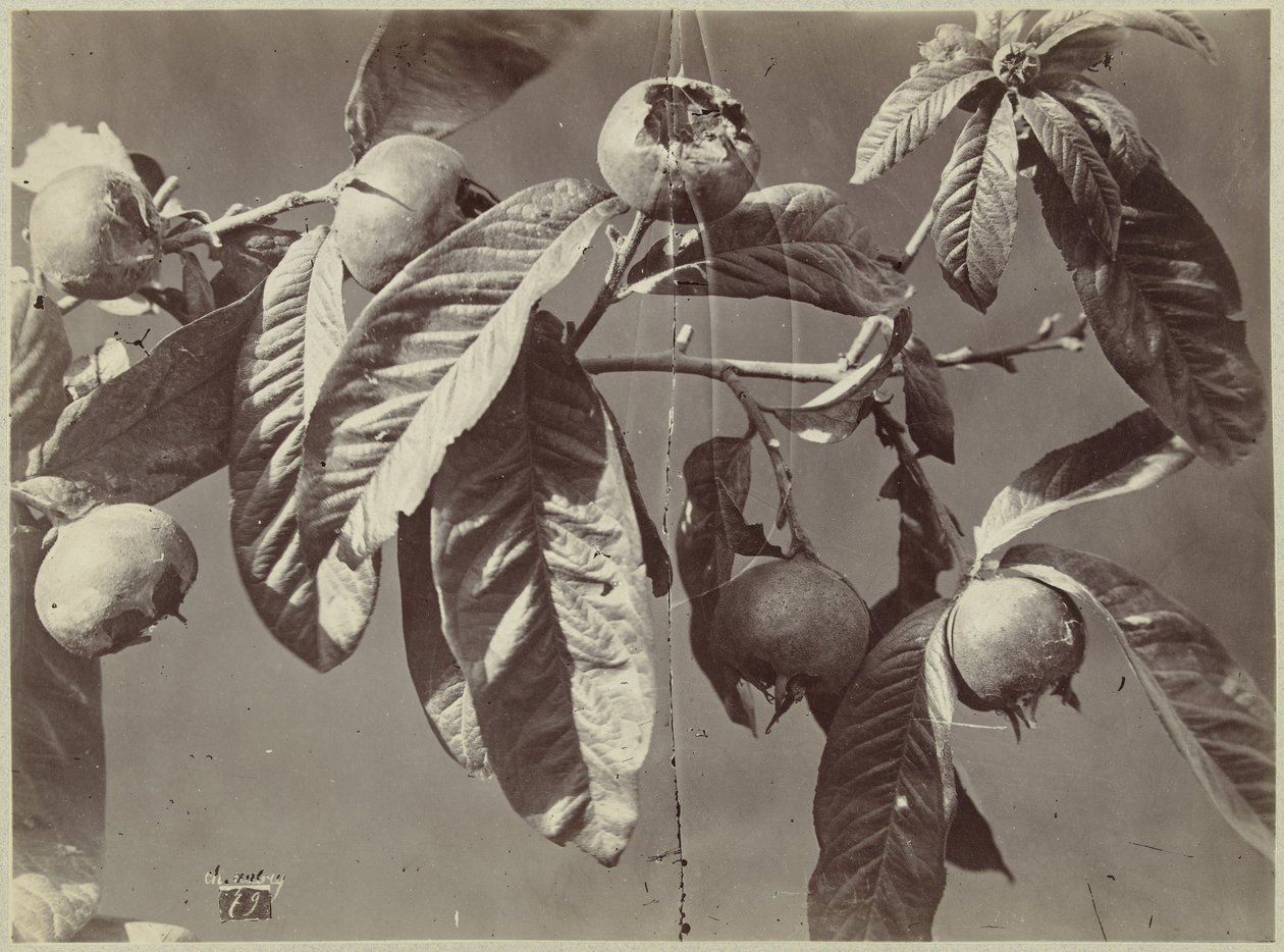 Martwa natura z nieszpułkami autorstwa Charles Hippolyte Aubry