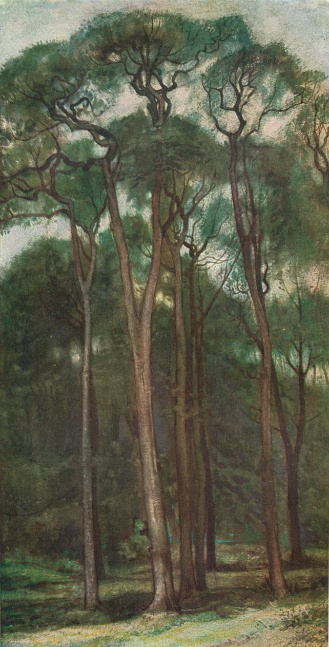 Studium Drzew, ok. 1900 1903-1904 autorstwa Charles Holroyd