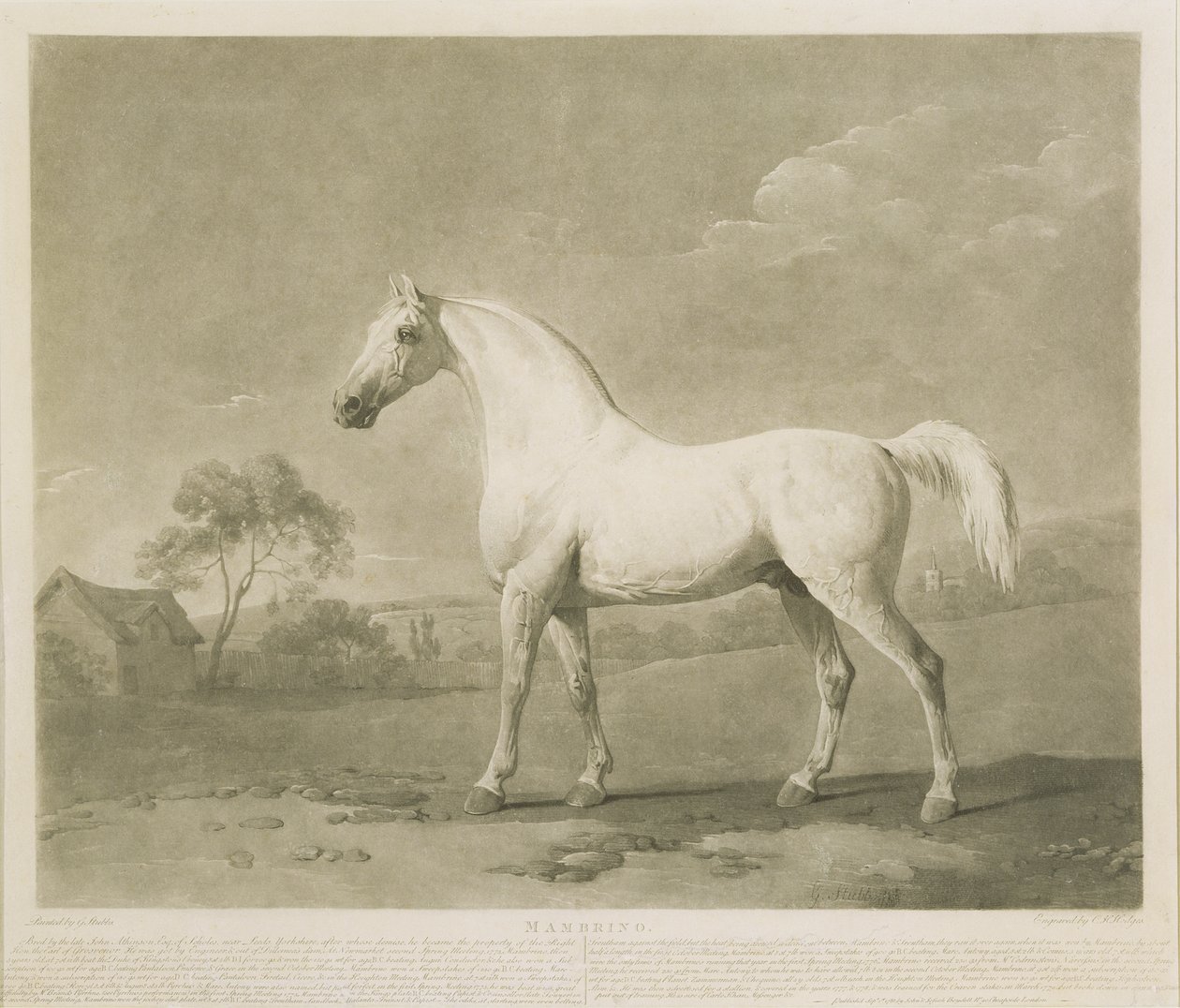Mambrino, według George Stubbs, 1788 (mezzotinta) autorstwa Charles Howard Hodges