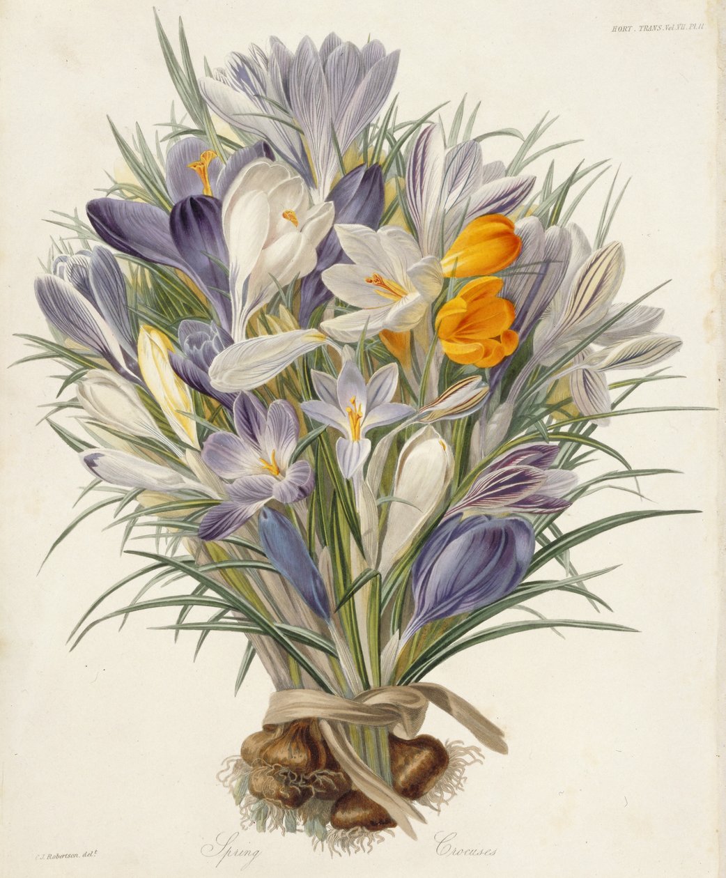 Wiosenne Krokusy, talerz z Transactions of the Horticultural Society, Londyn, t. VII, 1830 r. (rycina ręcznie kolorowana) autorstwa Charles John Robertson