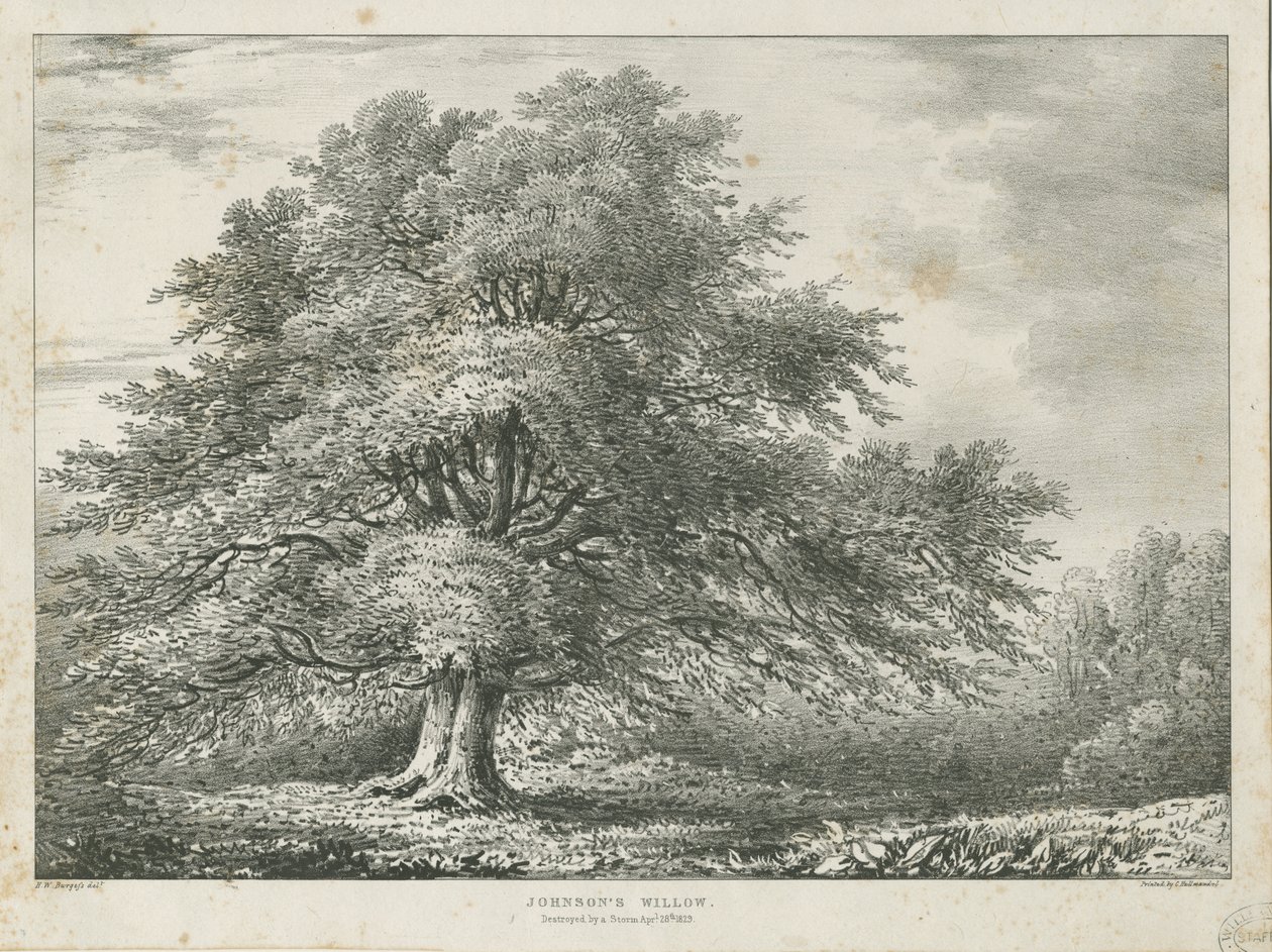 Lichfield - ["Dr. Johnson"] Willow Tree: litografia, nd [1789-1850] autorstwa Charles Joseph Hullmandel