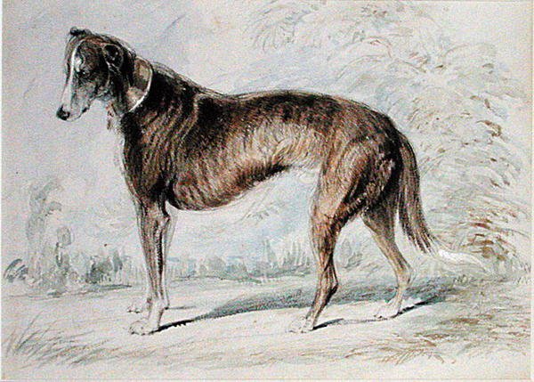 Lurcher (akwarela i farba do ciała oraz ołówek na kolorowym papierze) autorstwa Charles Landseer