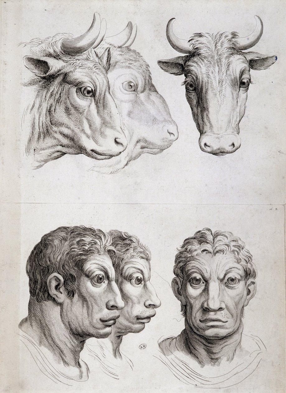 Porównanie mężczyzn i bydła autorstwa Charles Le Brun