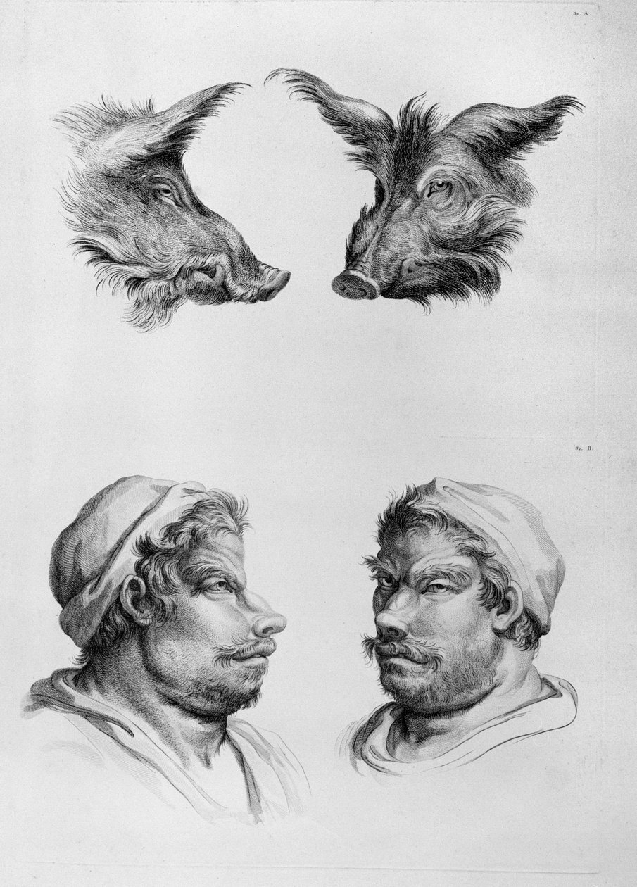 Podobieństwa między głową dzika a człowiekiem, z „Księgi portretów dla tych, którzy zaczynają rysować” Le Bruna autorstwa Charles Le Brun