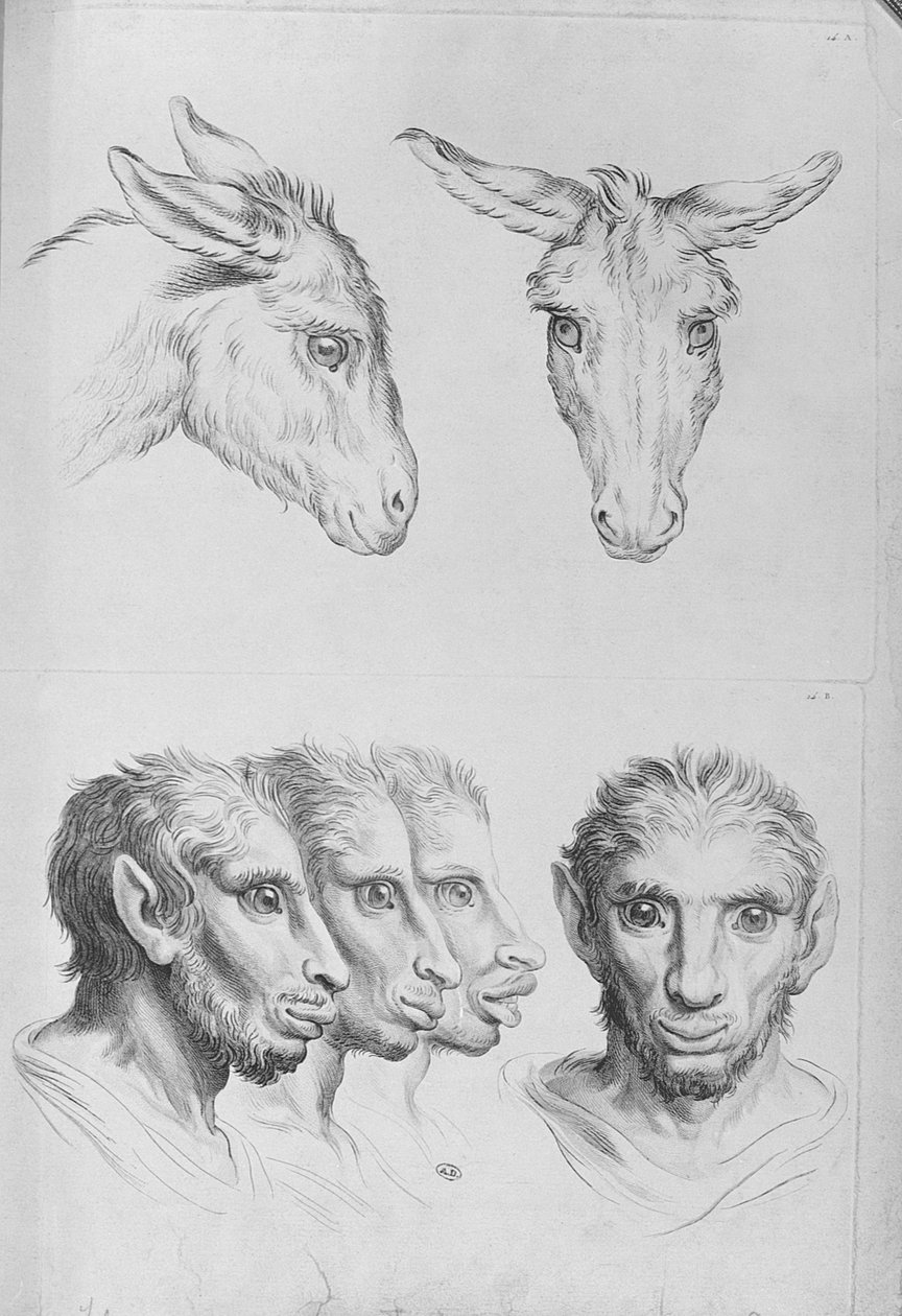 Podobieństwa między głową osła a mężczyzną, z „Księgi portretów dla tych, którzy zaczynają rysować” Le Bruna autorstwa Charles Le Brun