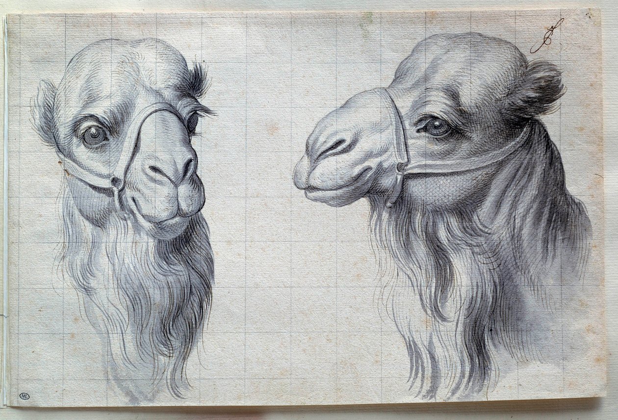 Studia dwóch głów wielbłądów Rysunek Charlesa Lebruna (Le Brun) (1619-1690) XVII wiek. Ciemny. 0,22x0,32m. Paryż, Luwr autorstwa Charles Le Brun