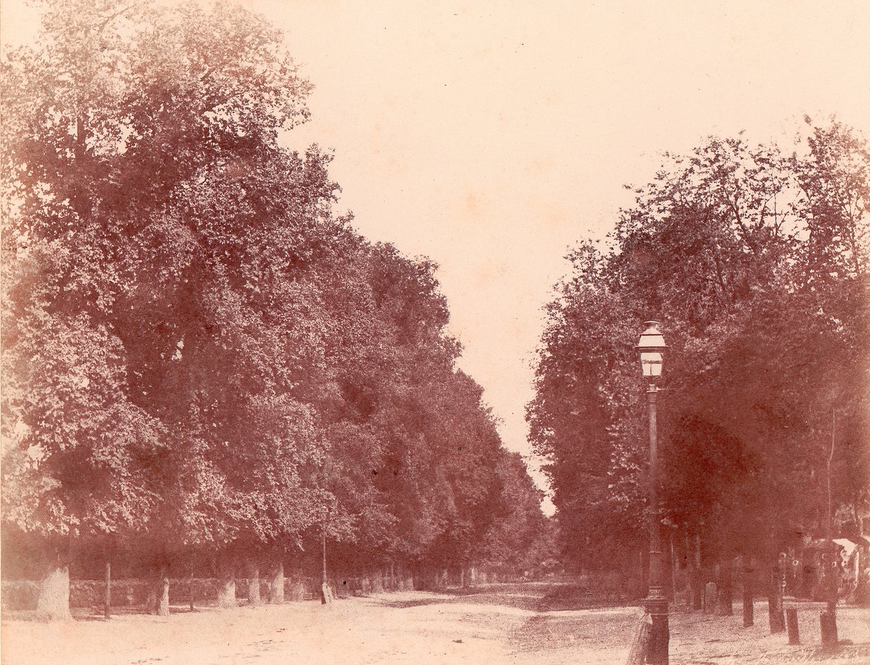 Podjazd wysadzany drzewami, 1850-53. autorstwa Charles Marville