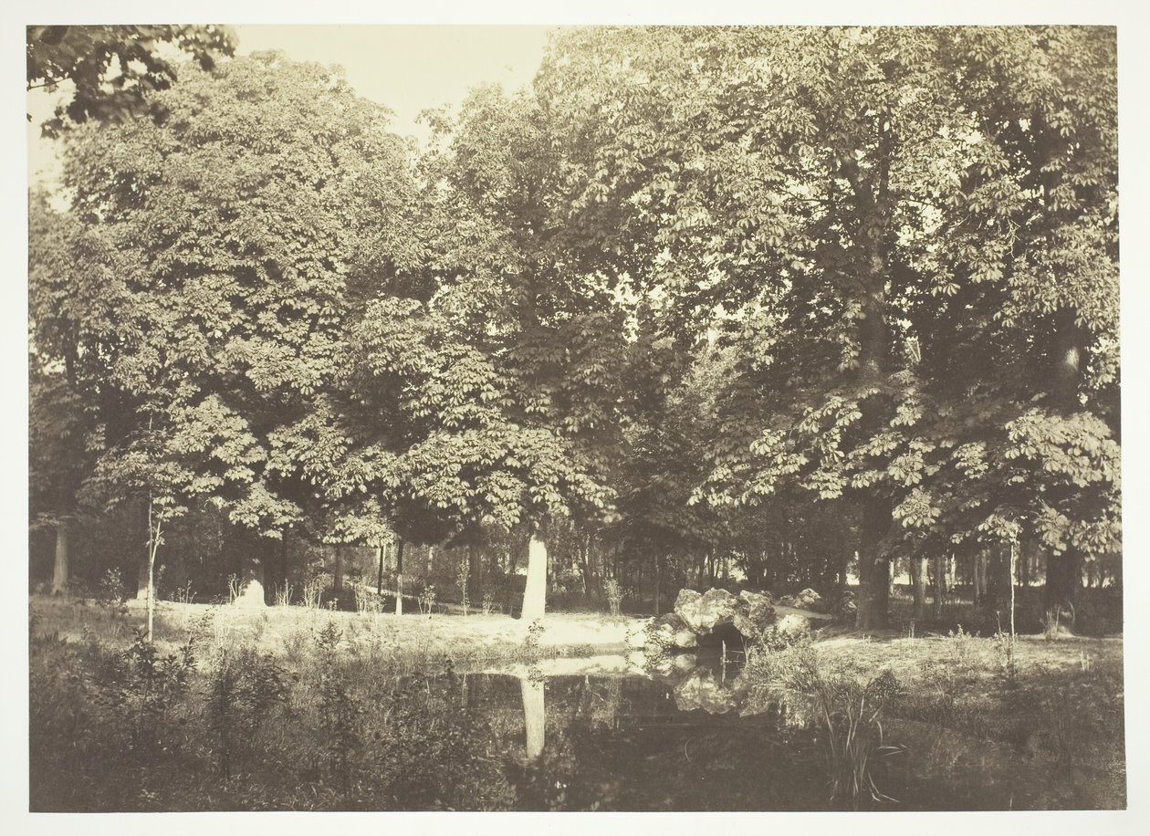 Bez tytułu, ok. 1850. [Drzewa nad wodą w Bois de Boulogne, park w Paryżu]. autorstwa Charles Marville