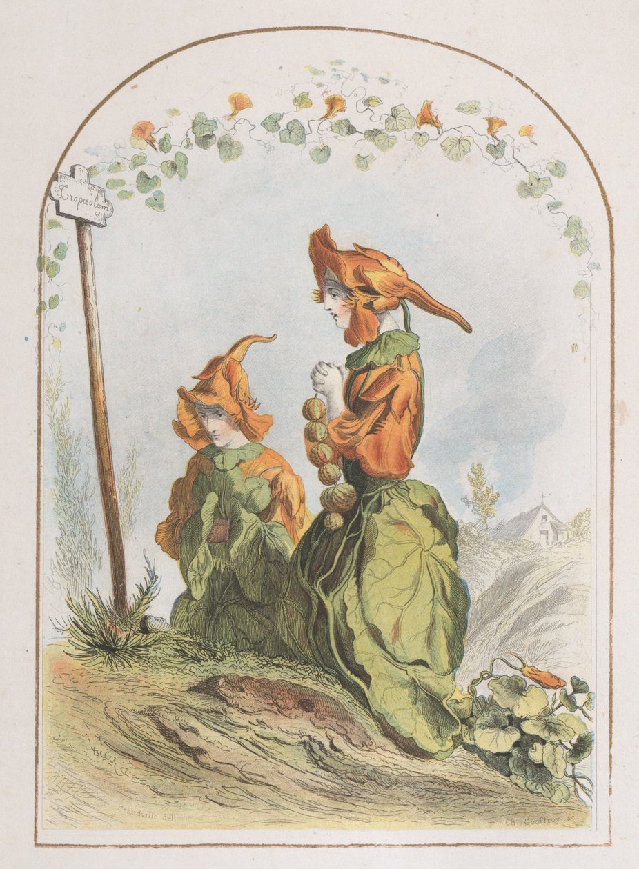 Nasturcja, z Animated Flowers, 1820-70., 1820-70. autorstwa Charles Michel Geoffroy