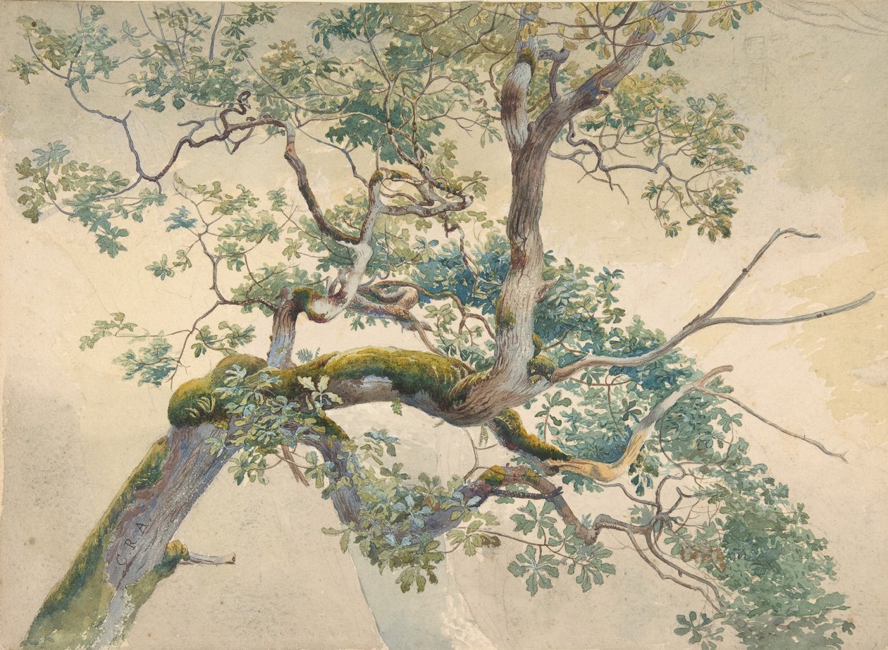 Gałęzie Drzew, 1852-1908. autorstwa Charles Reginald Aston