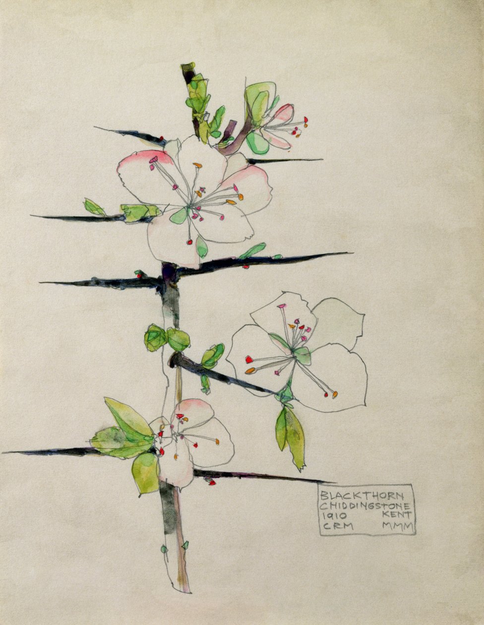 Blackthorn, Chiddingstone, Kent, 1910 (wc) autorstwa Charles Rennie Mackintosh