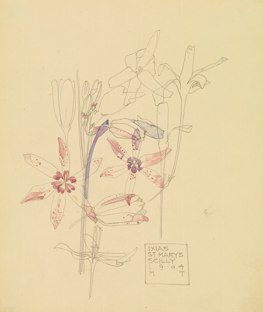 Ixias autorstwa Charles Rennie Mackintosh