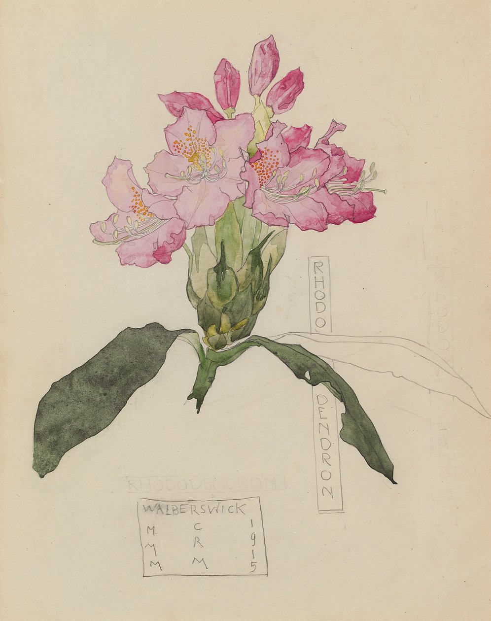 Studium rododendrona autorstwa Charles Rennie and MacDonald Mackintosh Margaret Mackintosh